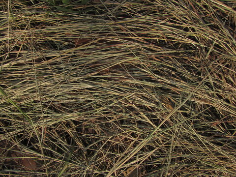 dry grass background