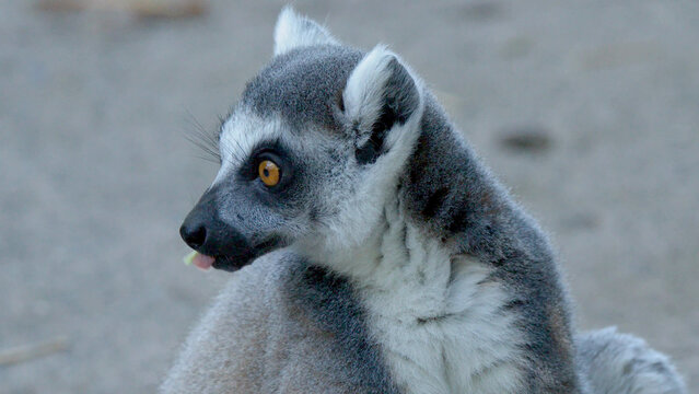 Close-up Profile of a Ring-Tailed Lemur Looking Sideways