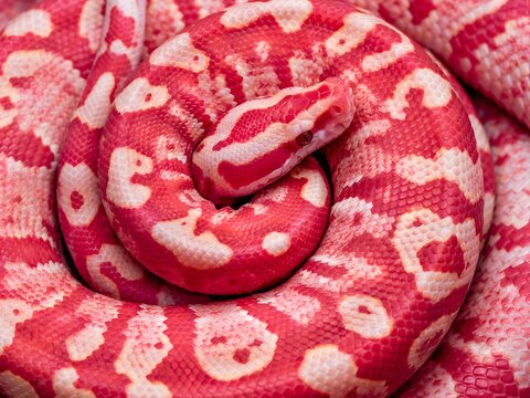 Coiled red and white ball python snake, exotic reptile with vibrant patterned scales.