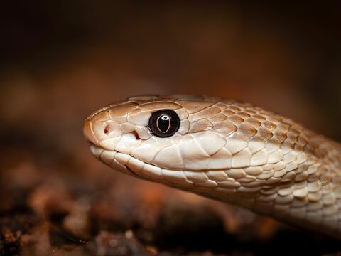 Close up portrait of a brown snake head with detailed scales and sharp eyes