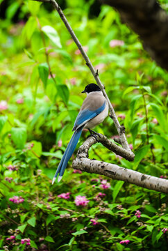 The gray magpie on the curved branch looked back for a moment