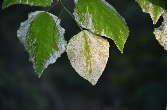  Cercis canadensis 'Alley Cat' tree branch with variegated green-white leaves against natural dark background. Nature, summer, natural environment .