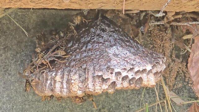 
Paper wasps fanning wings to cool down larvae on paper nest, 4K macro video #002



