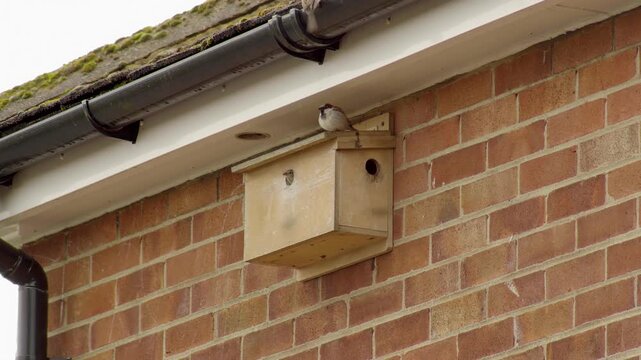 Sparrow nesting box mounted on side of house flying in and out stock footage