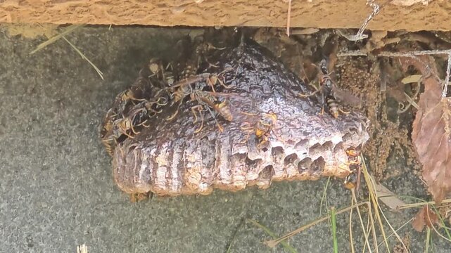 
Paper wasps fanning wings to cool down larvae on paper nest, 4K macro video#003


