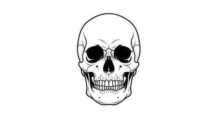 Fototapeta premium Black and White Human Skull Illustration, Anatomical, Medical, Halloween, Death Symbol