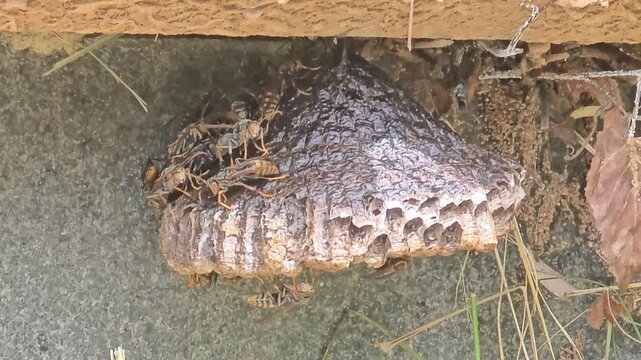 
Paper wasps fanning wings to cool down larvae on paper nest, 4K macro video #004

