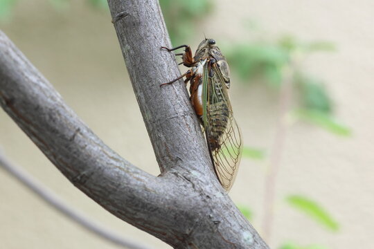 Bear Cicada or  Black Giant Cicada (Cryptotympana facialis) in Osaka, Japan
