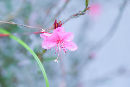 Butterfly Gaura, Gaura lindheimeri Engelm and A Gray or ONAGRACEAE or Siskiyou Pink or Gaura or Wandflower or pink flower