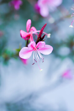 Butterfly Gaura, Gaura lindheimeri Engelm and A Gray or ONAGRACEAE or Siskiyou Pink or Gaura or Wandflower or pink flower