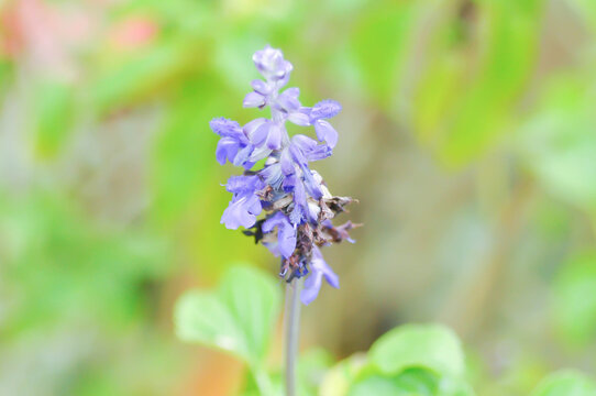 salvia blue giant or Blue Salvia, Mealy Cap Sage or Salvia farinacea Benth or Salvia farinacea or Salvia sp or Lamiaceae or purple flower