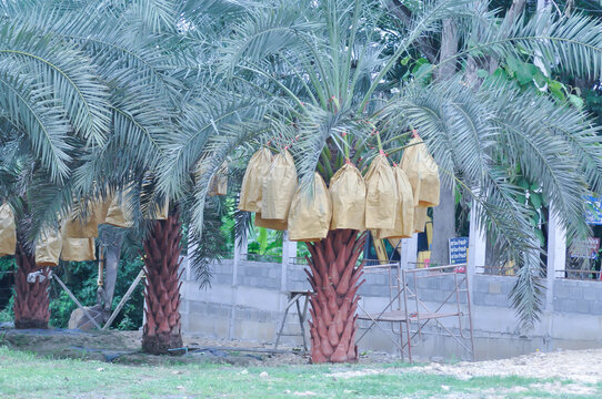 ARECACEAE, Date palm or Phoenix dactylifera L or dactylifera