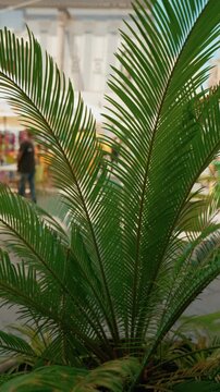 Palm plant outdoor in Naples touristic Italian city near the bar