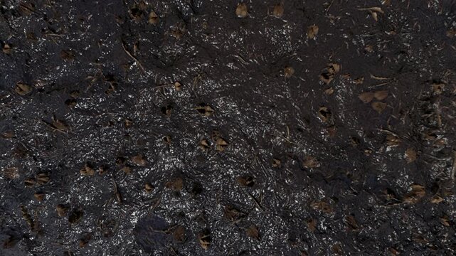 Wet Muddy Ground Surface with Roots and Fallen Leaves Texture Loop Motion Graphic Background