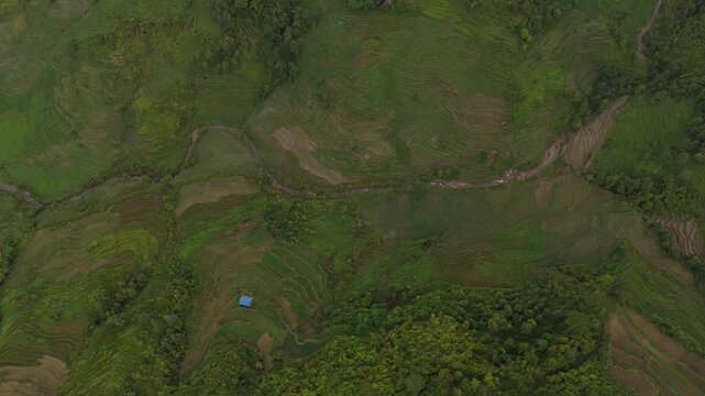 Top down aerial view of green terraced agricultural fields and a small blue shelter on a hillside