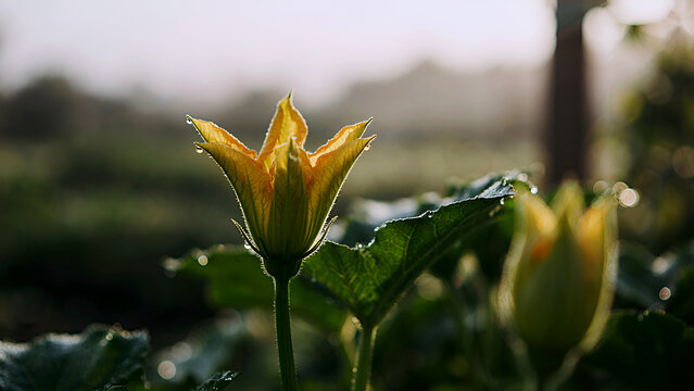 Radiant Dew-Kissed Squash Blossom Glistening at Dawn