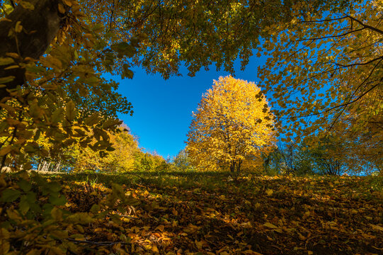 Golden Autumn Tree in a Sunny Forest Meadow