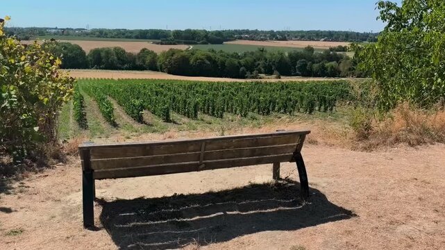 Empty wooden bench overlooking green vineyard rows under blue sky