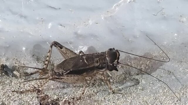 
Side view profile of a field cricket resting on ground, 4K macro video #002


