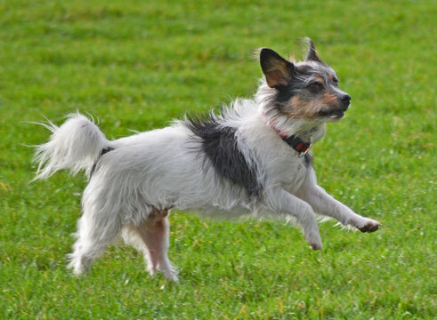 Terriermix
