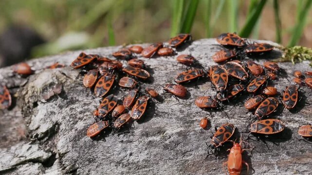 Macro video of a large colony of firebugs (Pyrrhocoris apterus) crawling on an old tree trunk, shot in 4k at 50 fps.