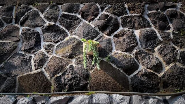 Static camera footage of a hanging succulent plant gently swaying in the breeze against a rustic dark stone wall illuminated by natural sunlight.