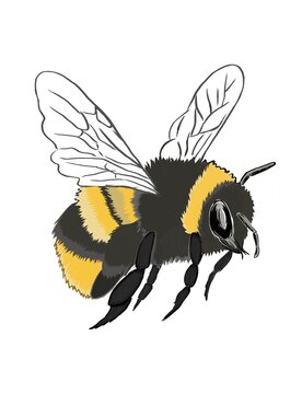 Hand drawn bumblebee insect clip art, isolated bee vector graphic element for eco-friendly design.