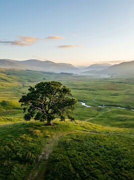 Solitary tree green valley