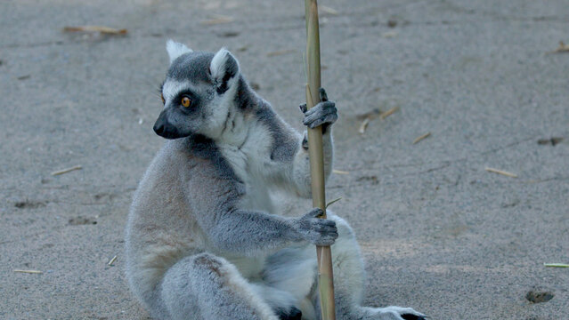 Ring-Tailed Lemur Sitting on Ground Holding a Bamboo Stick