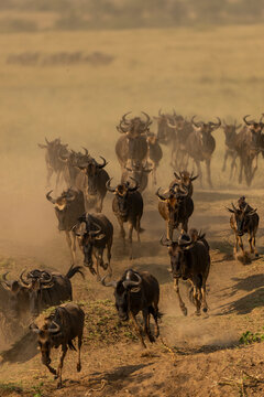 wildbeest migration