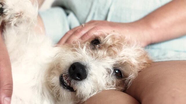 Slow motion footage shows dog relaxing between owner legs during quiet indoor moment. Gentle hands stroke fur with care.