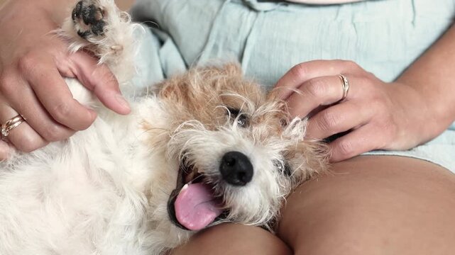 Close view shows peaceful Jack Russell enjoying gentle touch from owner. Cozy home scene captures affection and trust.