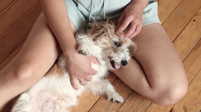 Top view shows Jack Russell resting between owner legs on wooden floor. Gentle hand movement creates peaceful home atmosphere.