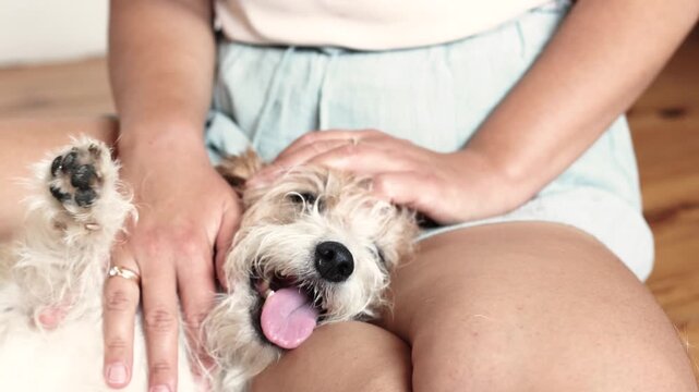 Calm dog video features wirehaired Jack Russell receiving gentle affection from owner. Slow motion captures peaceful relationship.