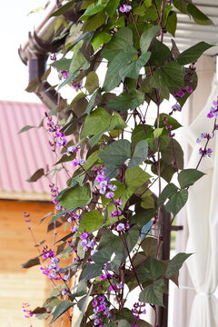 Dolichos vine climbs a metal trellis by sunlit balcony window with purple blossoms