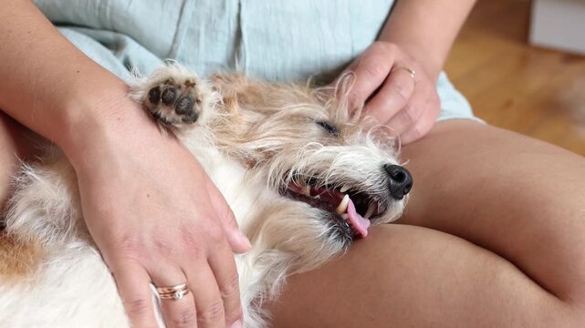 slow motion footage shows owner petting Jack Russell resting on floor. Peaceful dog behavior fits pet care themes.