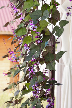 Purple flowering dolichos vine climbs indoors by window with trellis and curtains, angled view