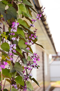 Hyacinth bean vine climbs exterior wooden siding with purple-pink blossoms