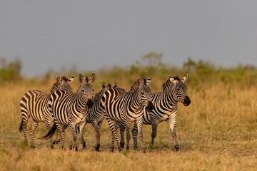 Naklejka premium zebras in africa