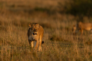 lioness in the grass © KENNEDY