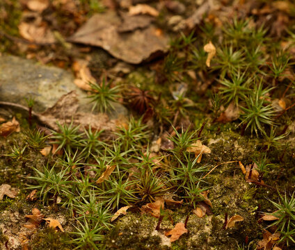 Macro photo of moss in the forest.