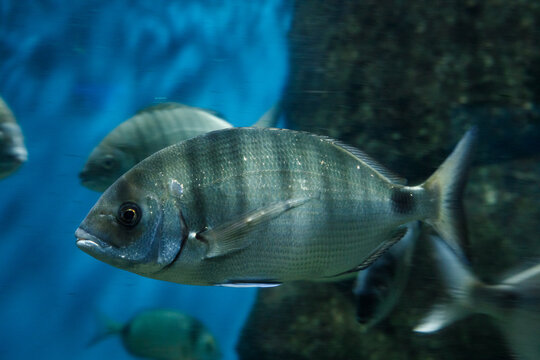 Underwater photography of a common seabream