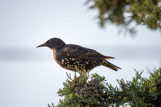 European blackbird perched on thuja branch with cones in morning light