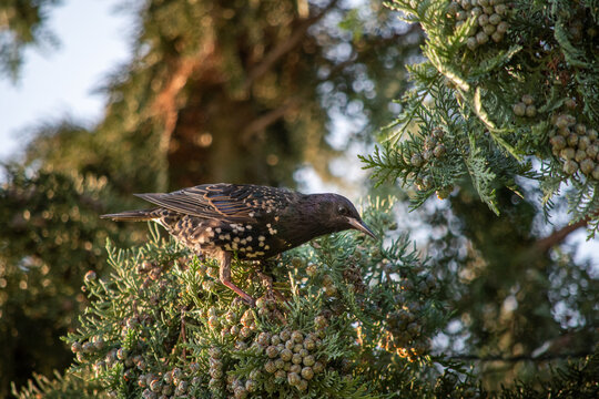 European blackbird perched on thuja branch among cones in soft morning sunlight