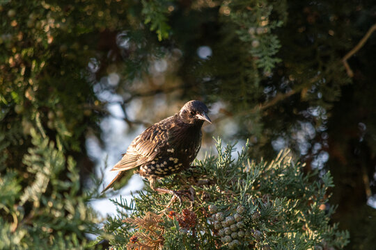 European blackbird perched among thuja cones in early morning sunlight
