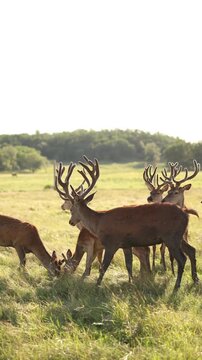 Red Deer Herd Grazing on Green Meadow