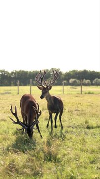 Two Red Deer Stags Big Antlers Grazing Field Wild Farm