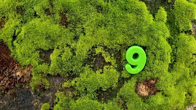 Green plastic number nine attached to mossy tree bark moss nature digit forest texture