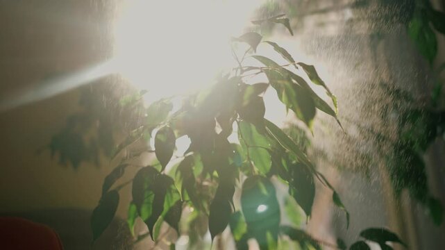 Domestic ficus tree with lush green leaves receiving care as fine water droplets from a sprayer moisturize its foliage, illuminated by beautiful natural sunlight from a window