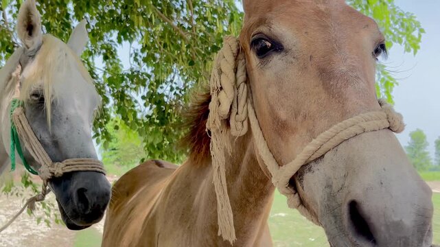 Two brown horses with halters looking at camera in countryside close up
